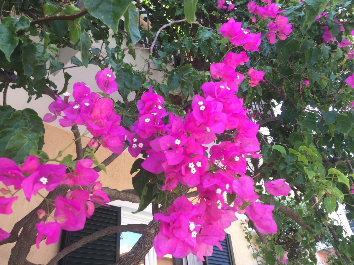 Minia Casa Buganvilla מראה חיצוני תמונה