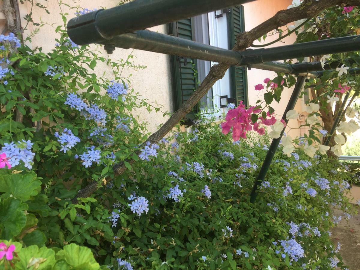 Minia Casa Buganvilla מראה חיצוני תמונה