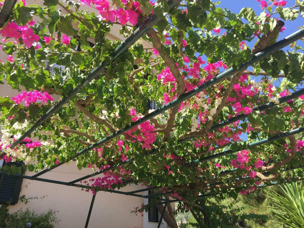 Minia Casa Buganvilla מראה חיצוני תמונה